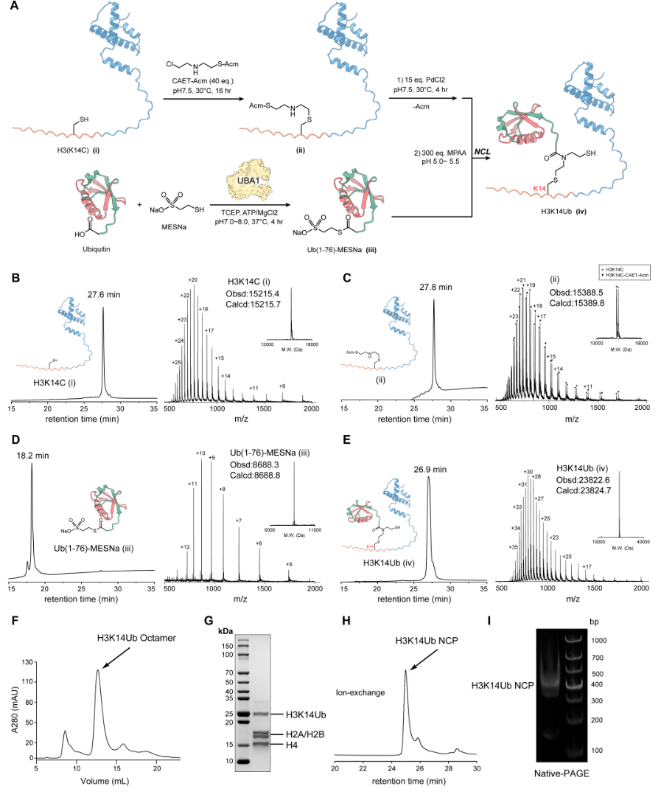 上海交大艾华松课题组发文：化学合成H3K14Ub揭示H3K9甲基转移酶Clr4介导的核小体多价识别机制