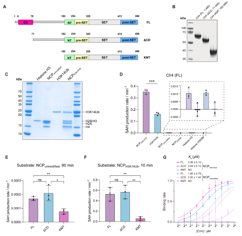 上海交大艾华松课题组发文：化学合成H3K14Ub揭示H3K9甲基转移酶Clr4介导的核小体多价识别机制