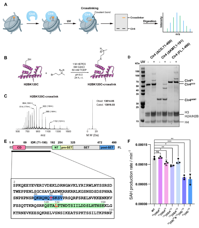 上海交大艾华松课题组发文：化学合成H3K14Ub揭示H3K9甲基转移酶Clr4介导的核小体多价识别机制