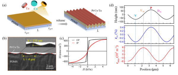 研究发现柔性金属薄膜磁性调控新维度
