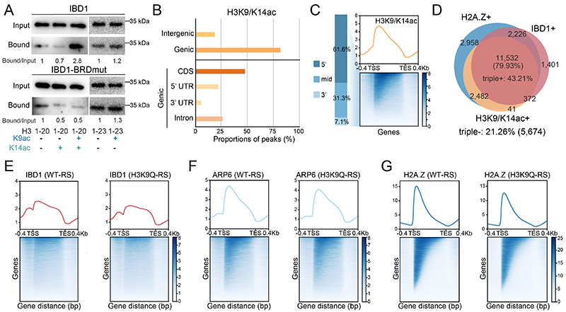 中国海洋大学在溴结构域蛋白IBD1调控转录稳态方面取得新进展