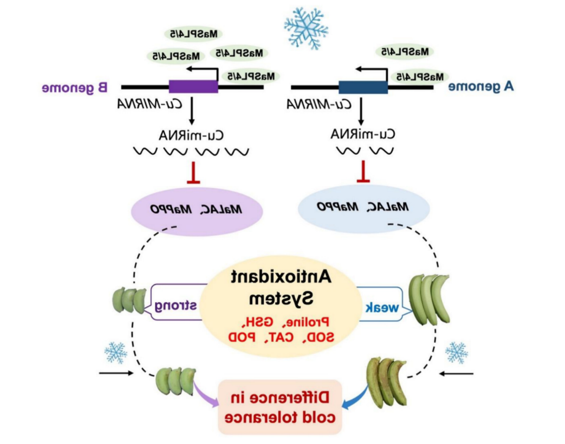 研究揭示Cu-miRNA介导氧化还原代谢稳态调控香蕉耐冷性差异分子机制