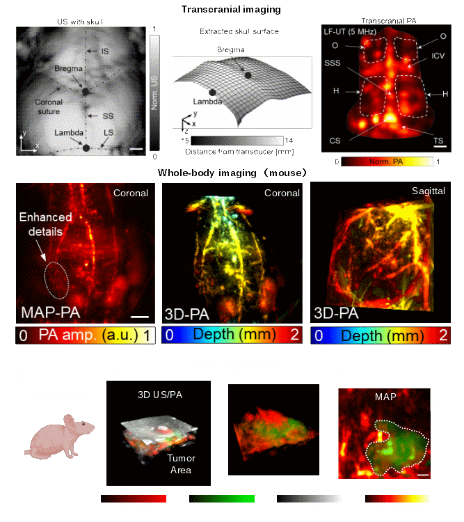 新型介观显微镜解决经颅等活体成像屏障