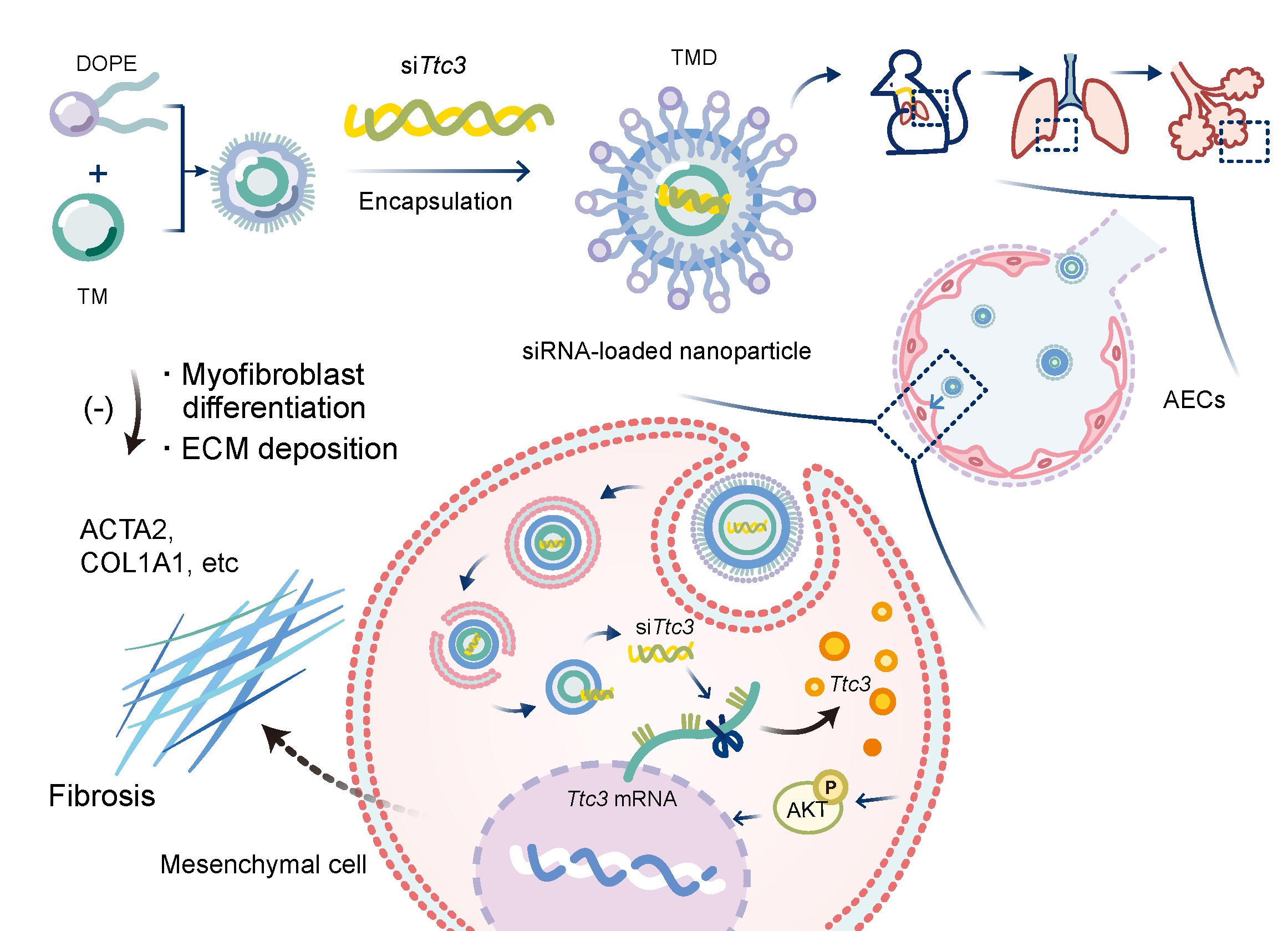 北京师范大学生命科学学院窦非团队在《Journal of Controlled Release》发文揭示Ttc3调控肺纤维化机制并构建siRNA脂质纳米治疗策略