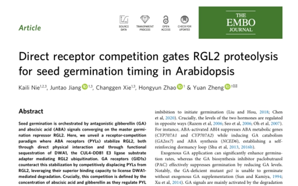西北农林科技大学（802）未来农业研究院郑远教授团队揭示种子萌发新机制：植物激素受体”抢占座位”决定生命启动开关
