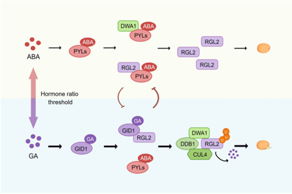 西北农林科技大学（802）未来农业研究院郑远教授团队揭示种子萌发新机制：植物激素受体"抢占座位"决定生命启动开关
