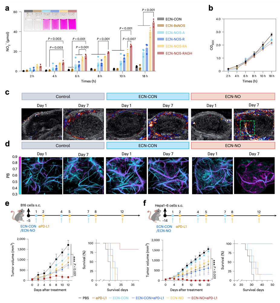北京大学北京大学第三医院梁晓龙团队构建一氧化氮工程菌提升肿瘤免疫疗效