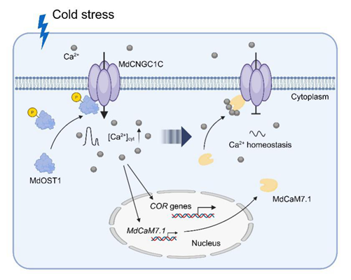 西北农林科技大学（823）园艺学院“苹果抗逆与品质改良创新团队”在苹果响应低温胁迫的钙信号稳态研究中取得新进展