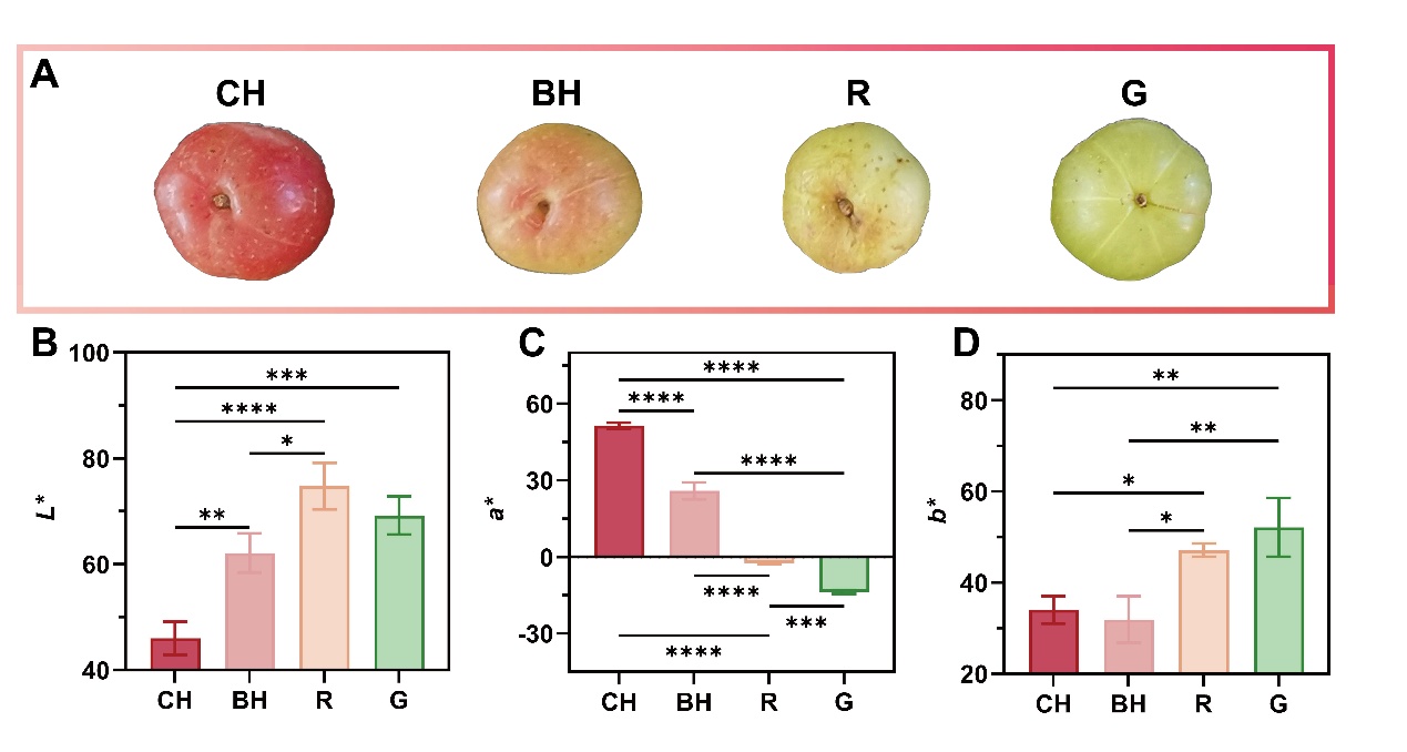 热林所在余甘子果实色泽变异机制研究方面取得新进展