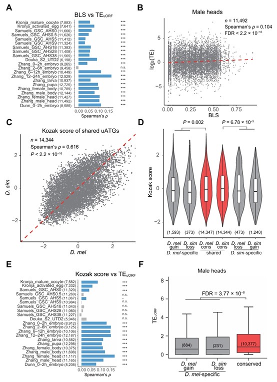 北京大学生命科学学院陆剑课题组揭示果蝇上游开放读码框的演化规律与补偿机制