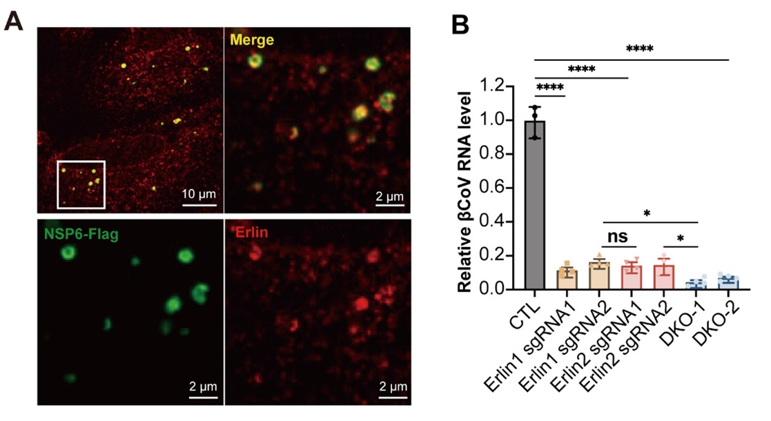 北京大学高宁、陈晓伟和宋晨团队合作报道Erlin1/2在内质网膜上组织功能性膜微域的分子机制