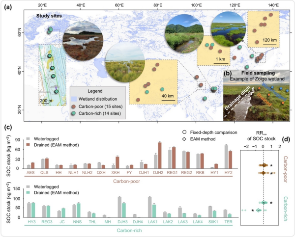 研究揭示不同类型湿地土壤碳储量对长期排水的响应差异