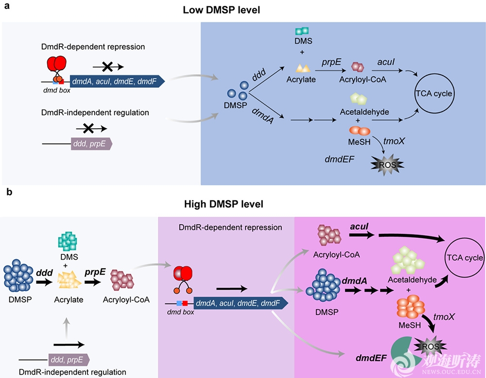 中国海洋大学在海洋细菌调控有机硫DMSP代谢领域取得新进展