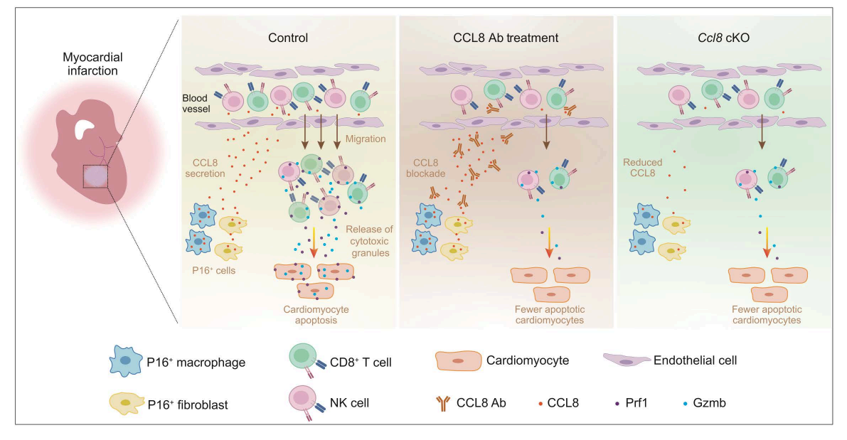 生命科学与技术学院唐娟团队联合研究揭示心肌梗死后心脏不良重塑新机制与干预靶点，成果发表于《循环》