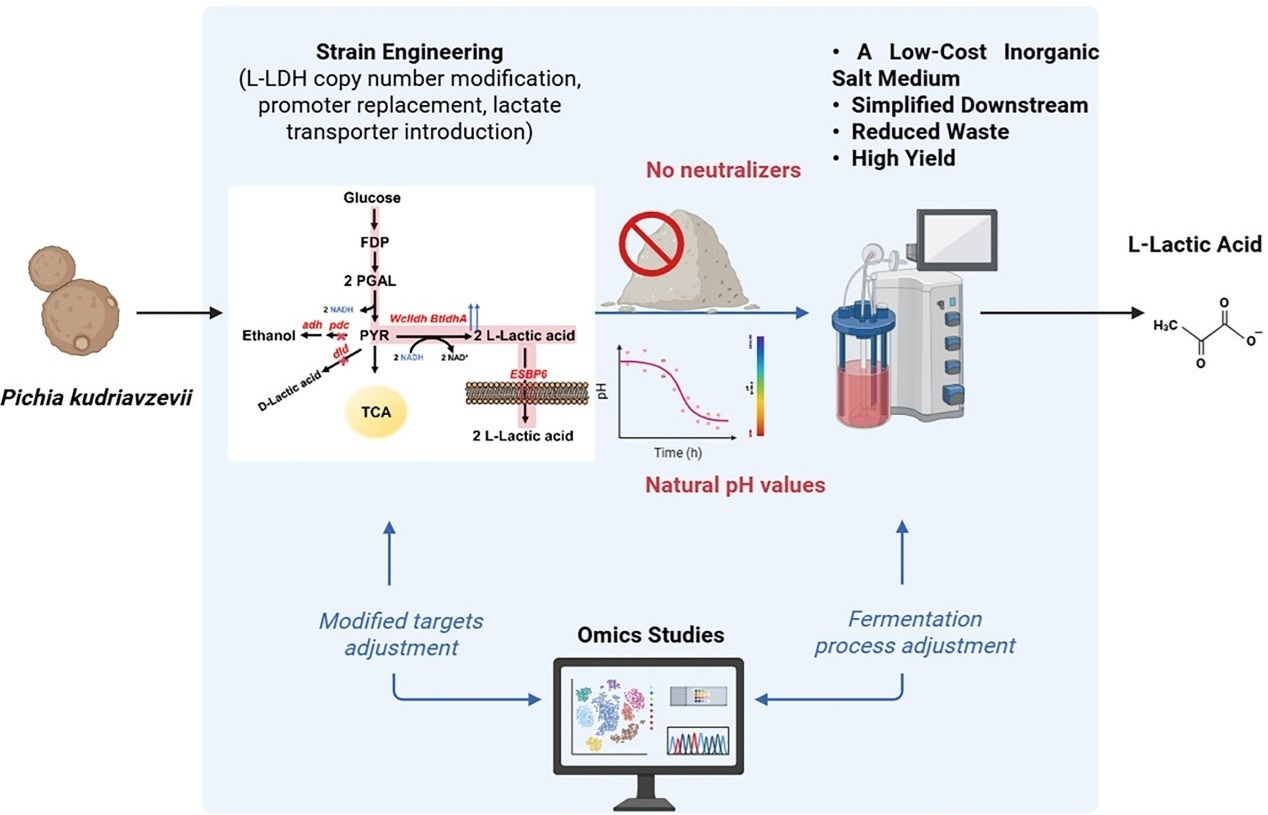 研究实现无中和剂L-乳酸生产