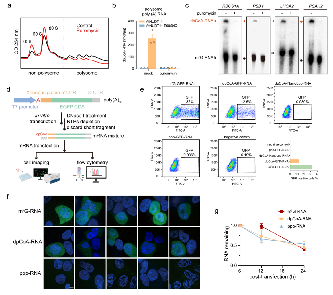 北京大学生命科学学院陈雪梅教授课题组揭示新型RNA帽子修饰的跨物种分布与动态调控