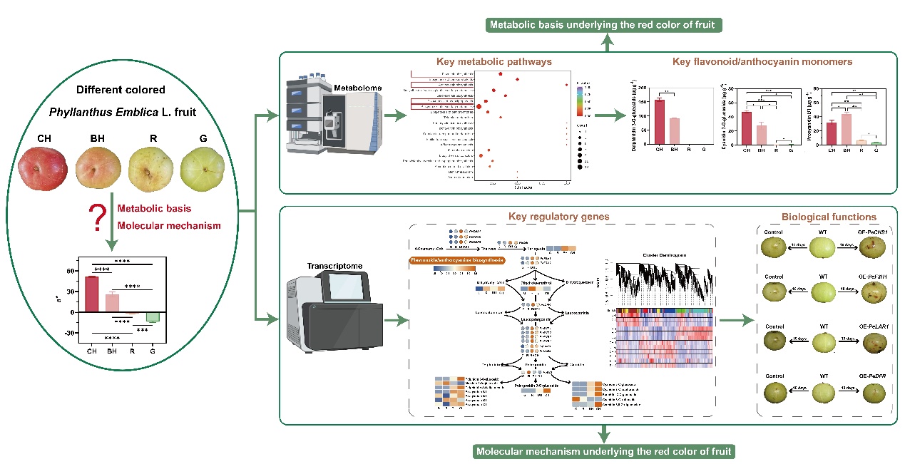 热林所在余甘子果实色泽变异机制研究方面取得新进展