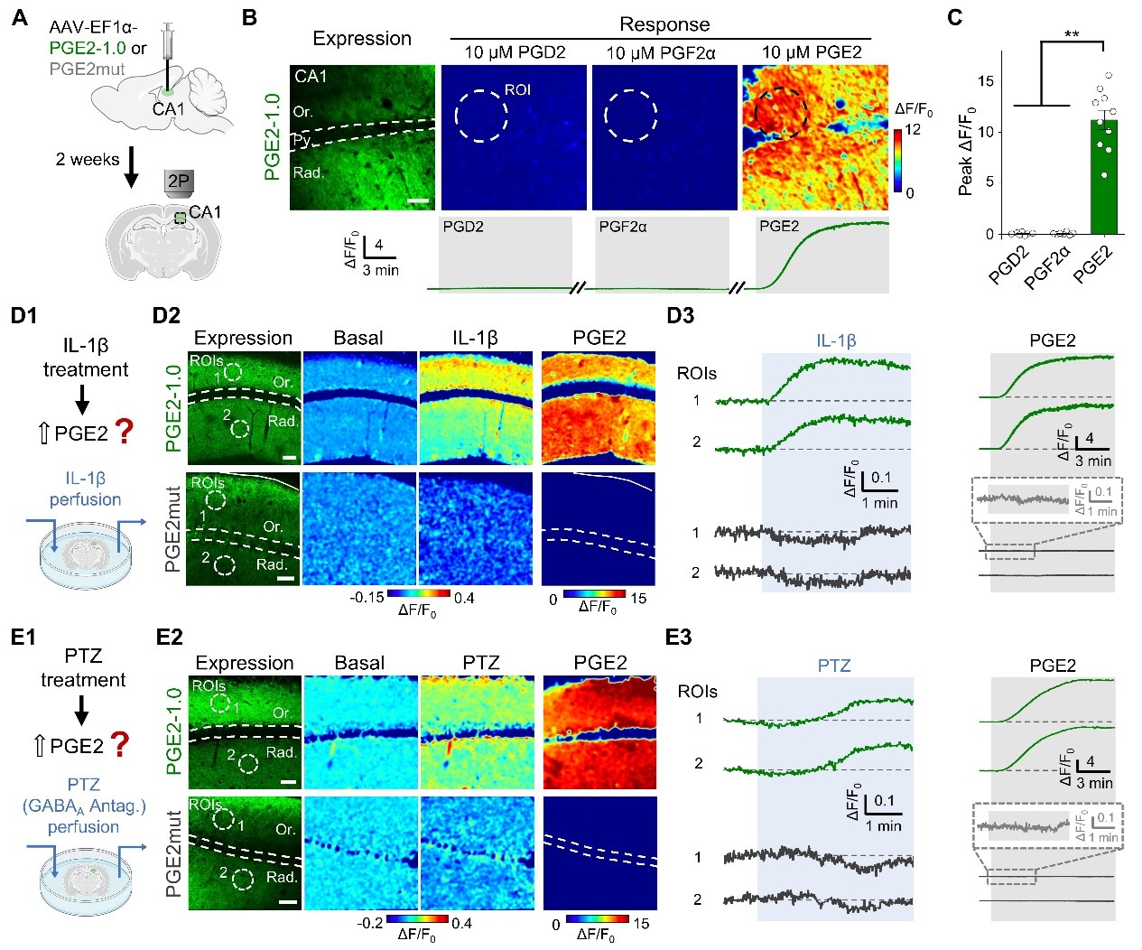北京大学生命科学学院李毓龙实验室开发新型荧光探针，解码前列腺素E2在炎症与癫痫状态下的时空动态差异