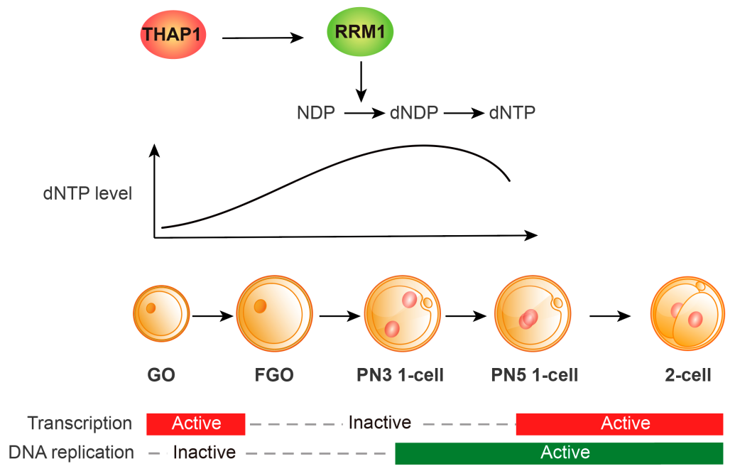清华大学生命学院颉伟团队合作揭示THAP1为调控小鼠胚胎第一次DNA复制的母源效应因子
