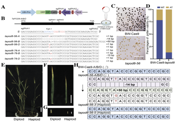 西北农林科技大学（800）吉万全教授团队在小麦单倍体育种领域取得新进展