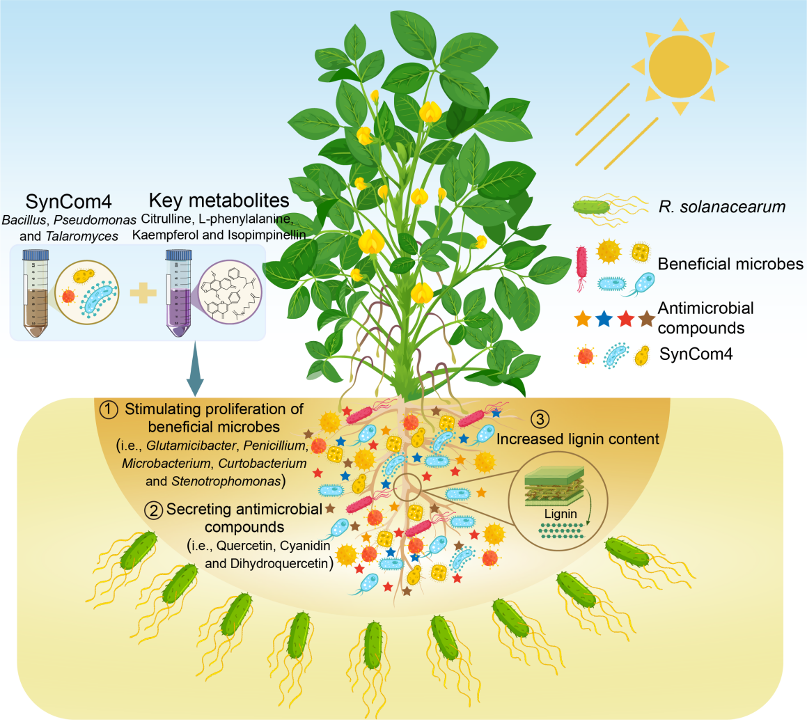 中国农业大学农学院曾昭海/杨亚东团队利用品种间差异揭示人工菌群和代谢物介导花生抗青枯病的调控机制