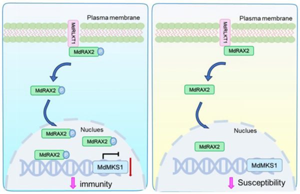 西北农林科技大学（828）植保学院果树病害致灾机理及综合防控团队揭示MdRLKT1–MdRAX2–MdMKS1分子模块调控苹果抗腐烂病新机制