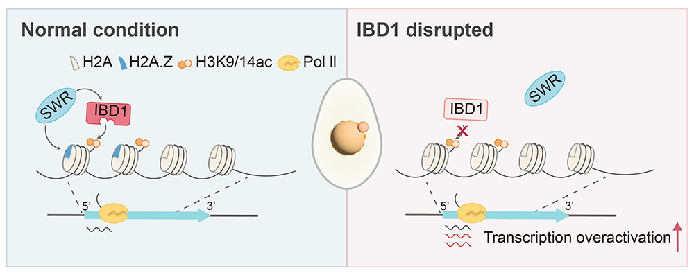 中国海洋大学在溴结构域蛋白IBD1调控转录稳态方面取得新进展