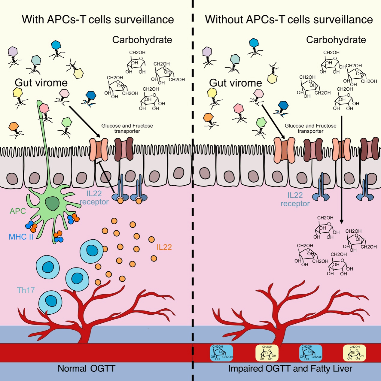 南京大学南京大学医学院附属金陵医院李维勤/付爱坤团队揭示肠道共生病毒组通过Th17细胞调节小肠碳水化合物代谢的新机制