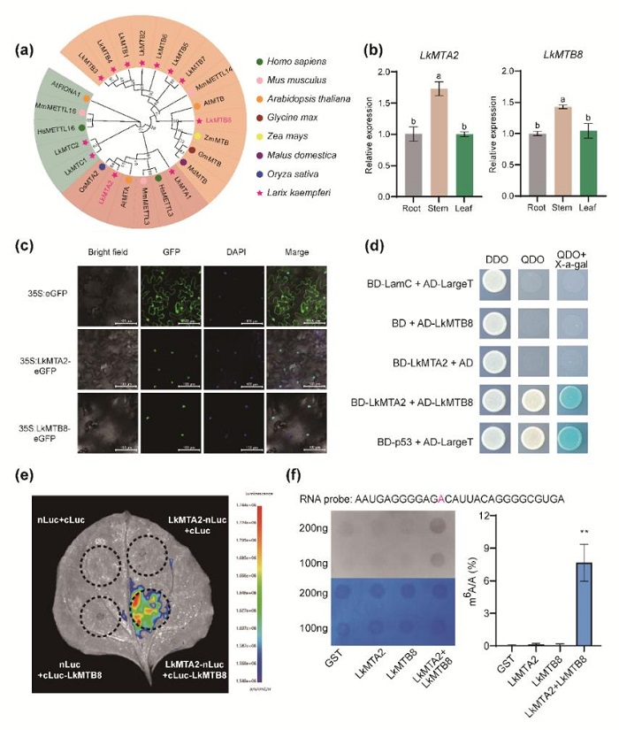 林业所树木木质部细胞扩张表观调控分子机制研究取得重要进展