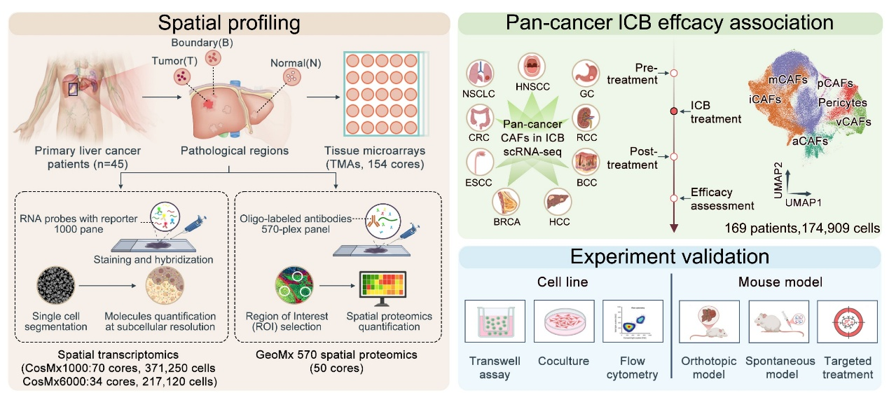 清华大学北京清华长庚医院董家鸿团队揭示肝癌纤维化驱动免疫治疗耐药新机制