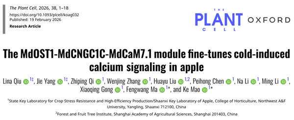 西北农林科技大学（823）园艺学院“苹果抗逆与品质改良创新团队”在苹果响应低温胁迫的钙信号稳态研究中取得新进展