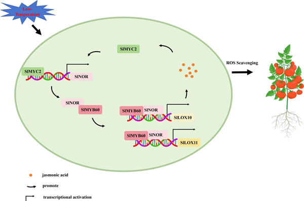 西北农林科技大学(825)园艺学院胡晓辉课题组揭示SlMYC2-SlNOR-SlMYB60-SlLOX10/11模块调控番茄低温胁迫响应的分子机制