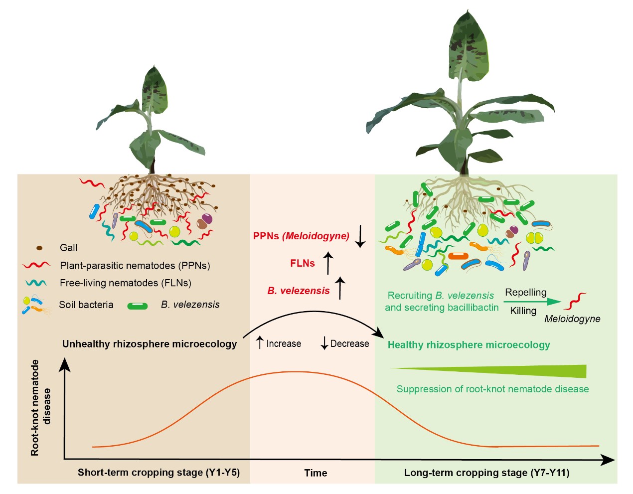 中国农业大学资环学院张福锁院士团队顾少华青年研究员、宋春旭副教授、左元梅教授合作揭示土壤抑制香蕉根结线虫病害的微生态机制及其应用潜力