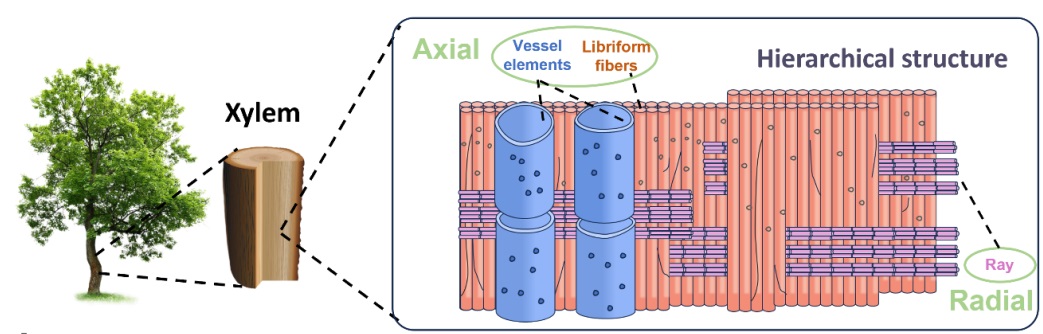 木材天然多层级结构助力锌离子电池稳定运行