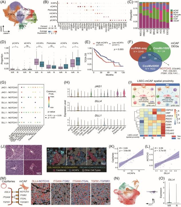 清华大学北京清华长庚医院董家鸿团队揭示肝癌纤维化驱动免疫治疗耐药新机制