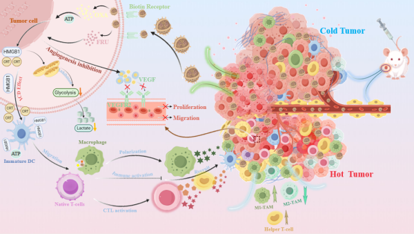 海洋多糖构建双靶向纳米载体用于结直肠癌治疗