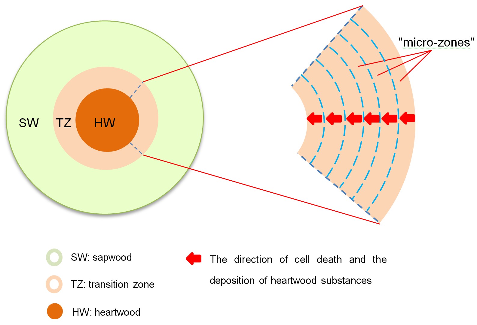 热林所对乙烯诱导心材形成的作用机理研究取得新进展