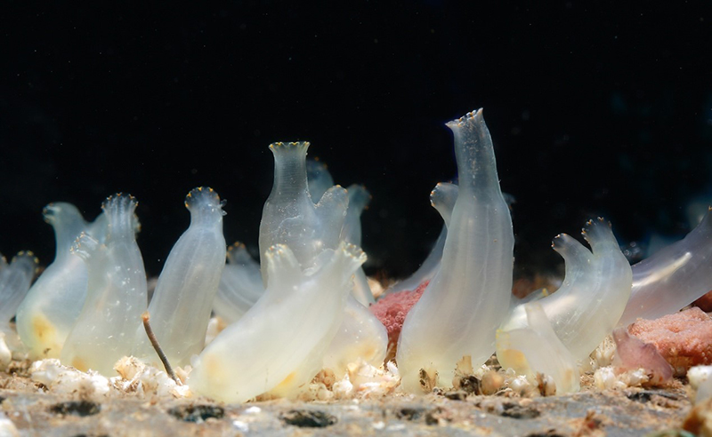 中国海洋大学在化学感知驱动海洋幼虫附着变态领域取得新进展