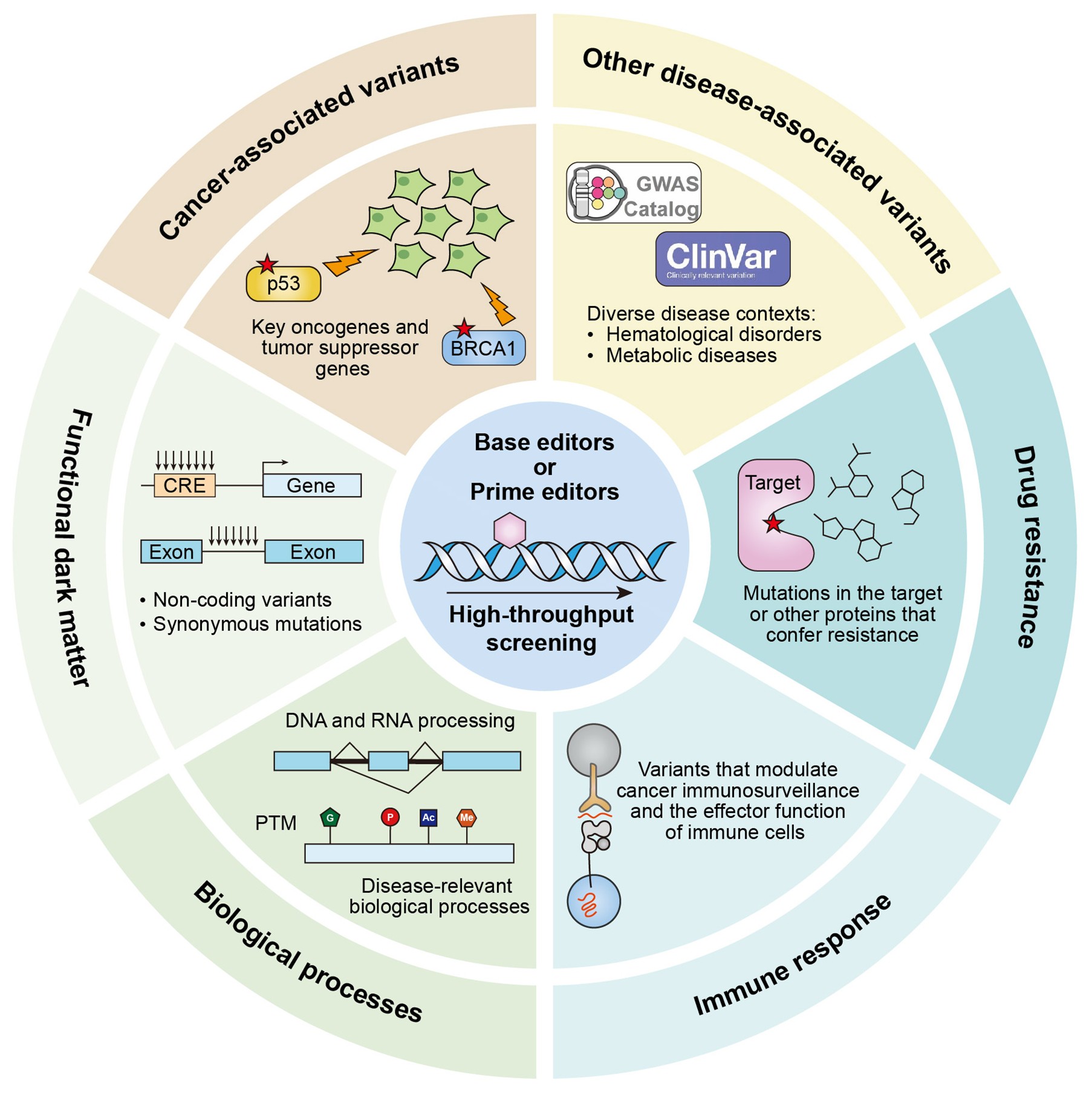 北京大学生命科学学院魏文胜课题组受邀发表综述：利用碱基与引导编辑器实现疾病相关变异的大规模解码
