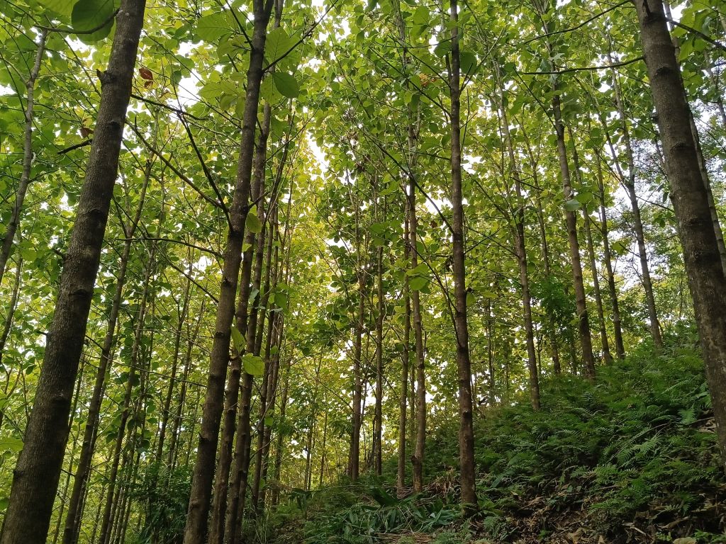 热林所在贵州罗甸规模化引种柚木取得成功