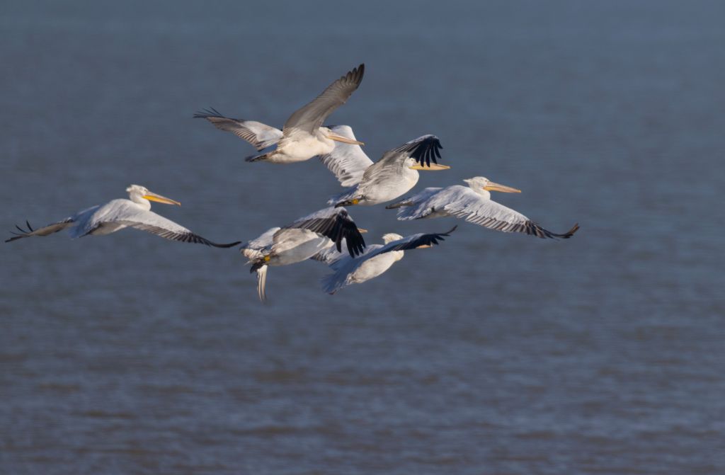 亚林所牵头完成2026年卷羽鹈鹕东亚种群同步调查