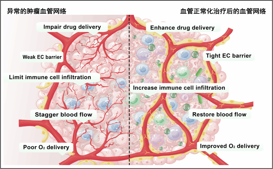 北京大学北京大学第三医院梁晓龙团队构建一氧化氮工程菌提升肿瘤免疫疗效