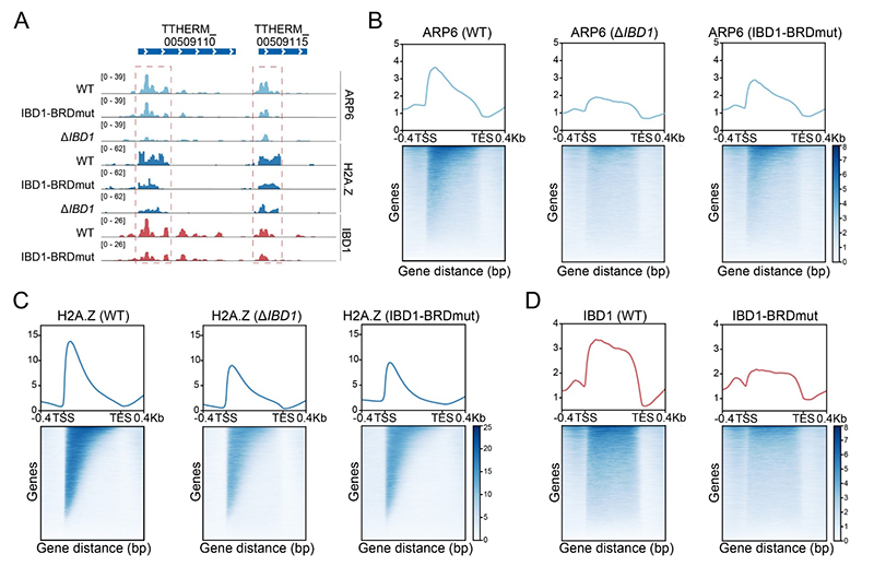 中国海洋大学在溴结构域蛋白IBD1调控转录稳态方面取得新进展