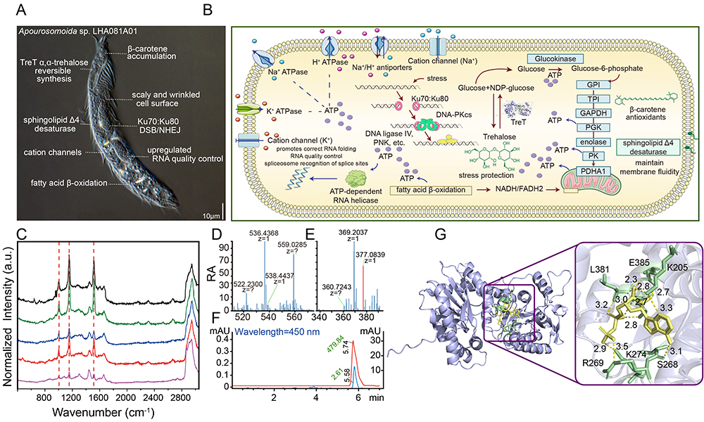 中国海洋大学在原生动物极端环境适应领域取得新进展