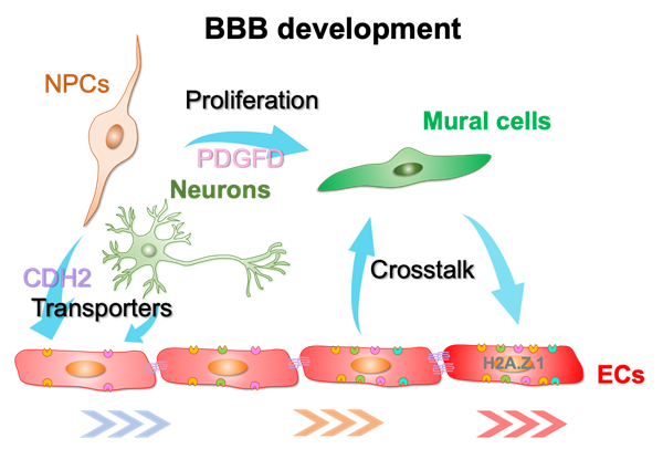 研究揭示神经细胞调控血脑屏障建立的关键机制