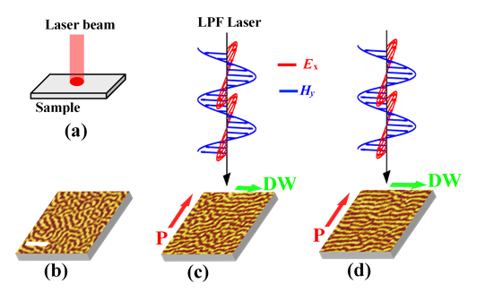 北京师范大学物理与天文学院教授熊昌民和张文凯团队实现飞秒激光对氧化物多畴磁畴壁的精准“光操控”
