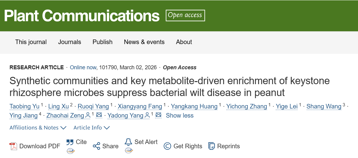 中国农业大学农学院曾昭海/杨亚东团队利用品种间差异揭示人工菌群和代谢物介导花生抗青枯病的调控机制