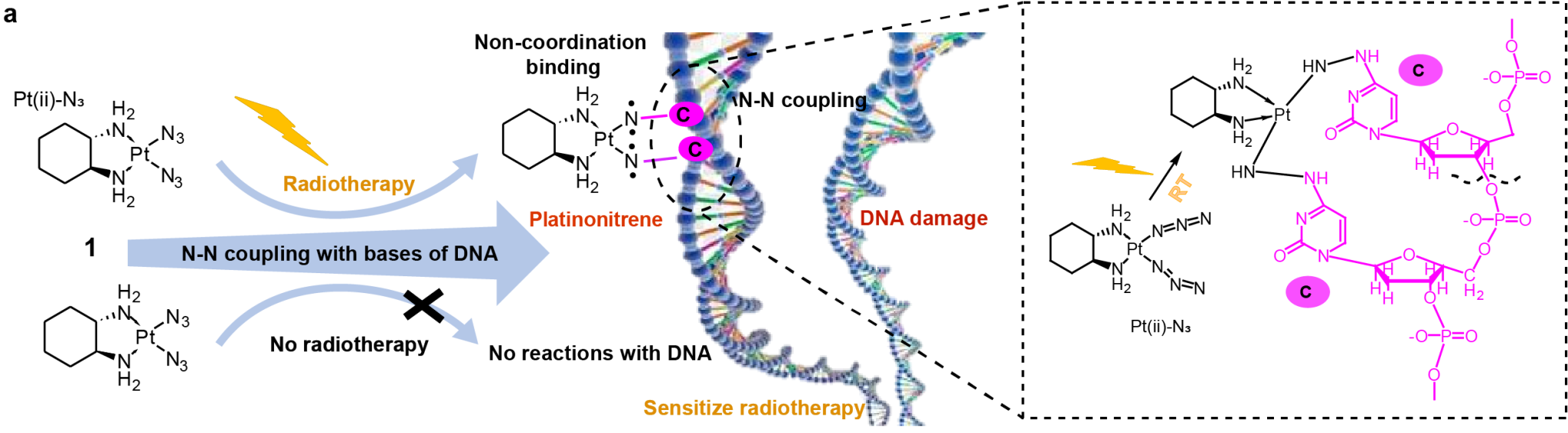 中国科大开发出新型肿瘤放射增敏剂