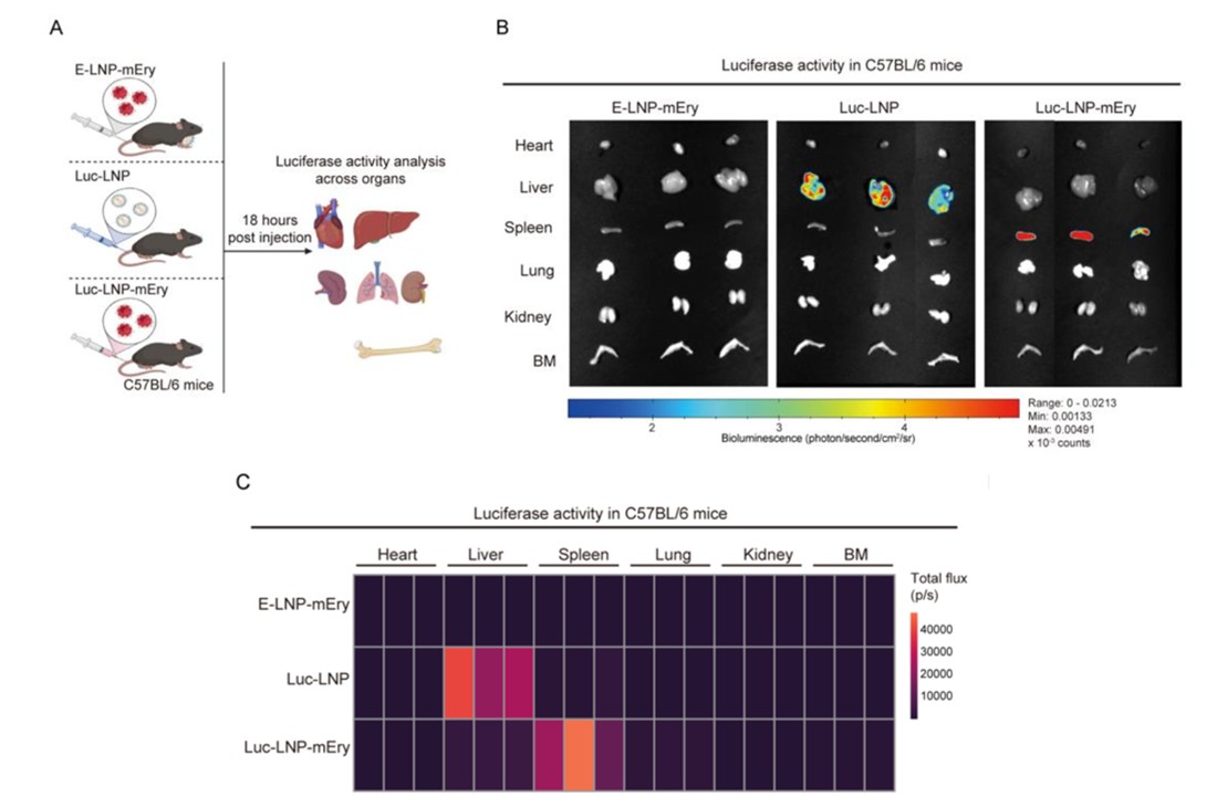 北京大学生命科学学院李湘盈团队与合作者开发首个红细胞核酸递送系统，靶向脾脏生成体内CAR-髓系细胞治疗肿瘤