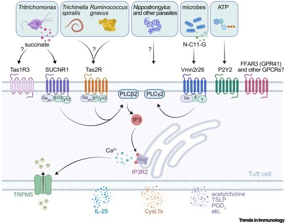 清华大学生物医学交叉研究院徐墨团队综述阐释II型天然免疫识别的分子机制
